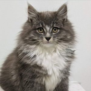 Meet your Posher, Penny